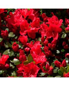 Rhododendron (AJ) Geisha Orange