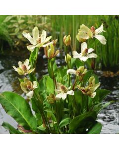 Anemopsis californica