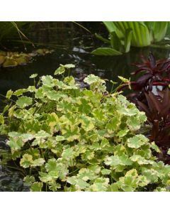 Hydrocotyle sibthorpioides 'Variegata'