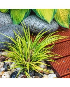Acorus gramineus 'Hakuro-nishiki'