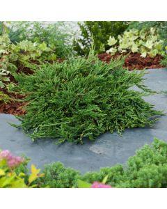 Juniperus horizontalis 'Pancake'