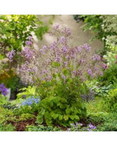 Thalictrum actaeifolium 'Perfume Star'
