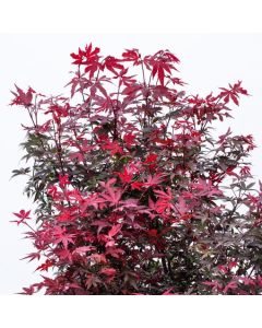 Acer palmatum 'Twombly's Red Sentinel'