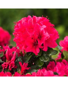 Rhododendron (AJ) Geisha Red