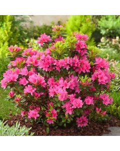 Rhododendron (AJ) Geisha Pink
