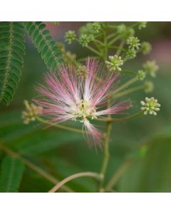 Albizia julibrissin Tropical Dream