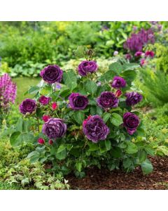 Rosa (F) Minerva