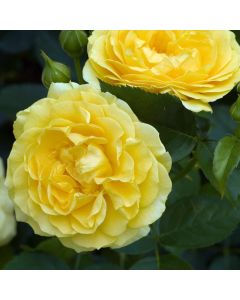 Rosa (F) Absolutely Fabulous