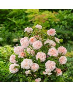 Rosa (F) Garden of Roses
