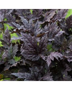 Actaea 'Chocoholic'