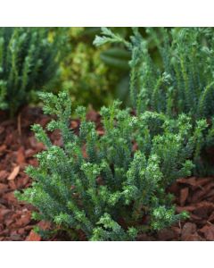 Chamaecyparis thyoides Blue Rock