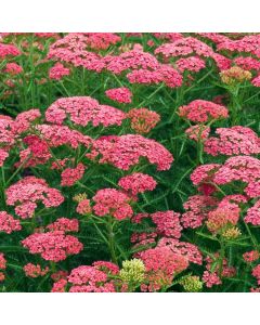 Achillea millefolium 'Apricot Delight'