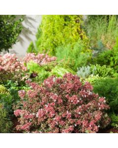 Abelia grandiflora Magic Daydream