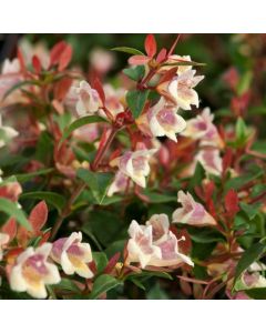 Abelia grandiflora Sunny Charms