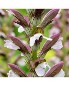 Acanthus hungaricus 'White Lips'