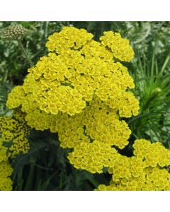 Achillea millefolium Little Moonshine