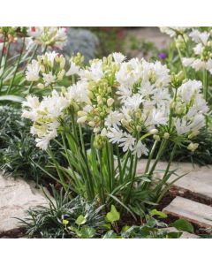 Agapanthus Double Diamond