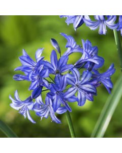Agapanthus 'Northern Star'