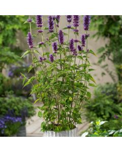 Agastache 'Blue Boa'