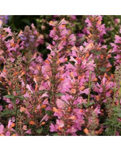 Agastache 'Kudos Ambrosia'