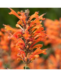 Agastache 'Kudos Mandarin'