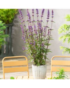Agastache 'Purple Haze'