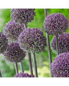 Allium 'Summer Drummer'