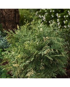 Chamaecyparis lawsoniana 'Pearly Swirls'