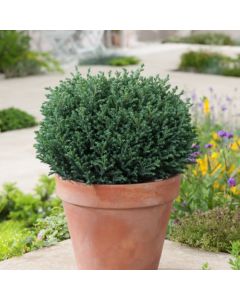 Chamaecyparis pisifera 'Blue Moon'