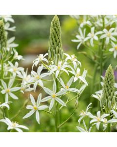 Ornithogalum ponticum 'Sochi'