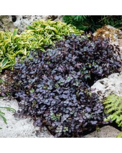 Acaena inermis 'Purpurea'
