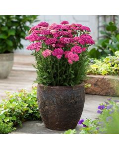 Achillea millefolium 'Saucy Seduction'