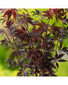 Acer palmatum Black Lace