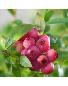 Vaccinium 'Pink Lemonade'