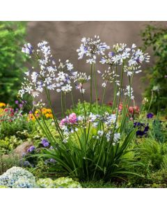 Agapanthus Twister