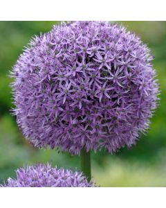 Allium 'Gladiator'