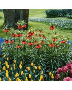 Fritillaria meleagris