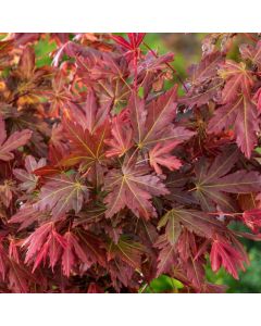 Acer palmatum Brown Sugar