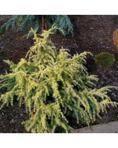 Cedrus deodara 'Gold Cascade'