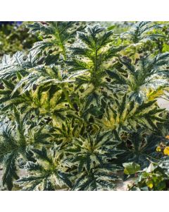 Acanthus 'Whitewater'