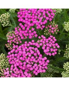 Achillea millefolium 'Pink Grapefruit'
