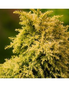 Cryptomeria japonica 'Twinkle Toes'