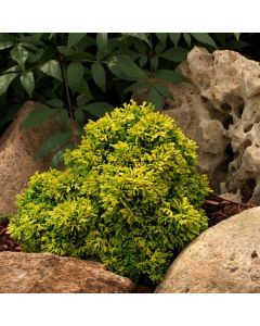 Chamaecyparis obtusa 'Butterball'