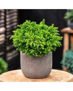 Cryptomeria japonica 'Green Pearl'