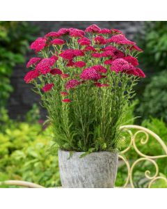 Achillea millefolium New Vintage Violet