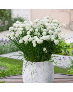 Allium schoenoprasum 'Corsican White'