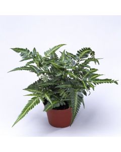 Arachniodes aristata 'Variegata'