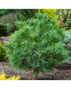 Pinus strobus 'Squiggles'