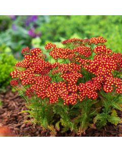 Achillea millefolium Milly Rock Red