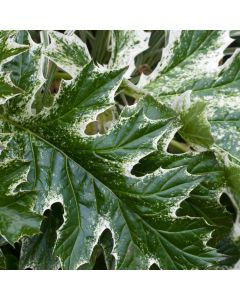 Acanthus mollis 'Tasmanian Angel'